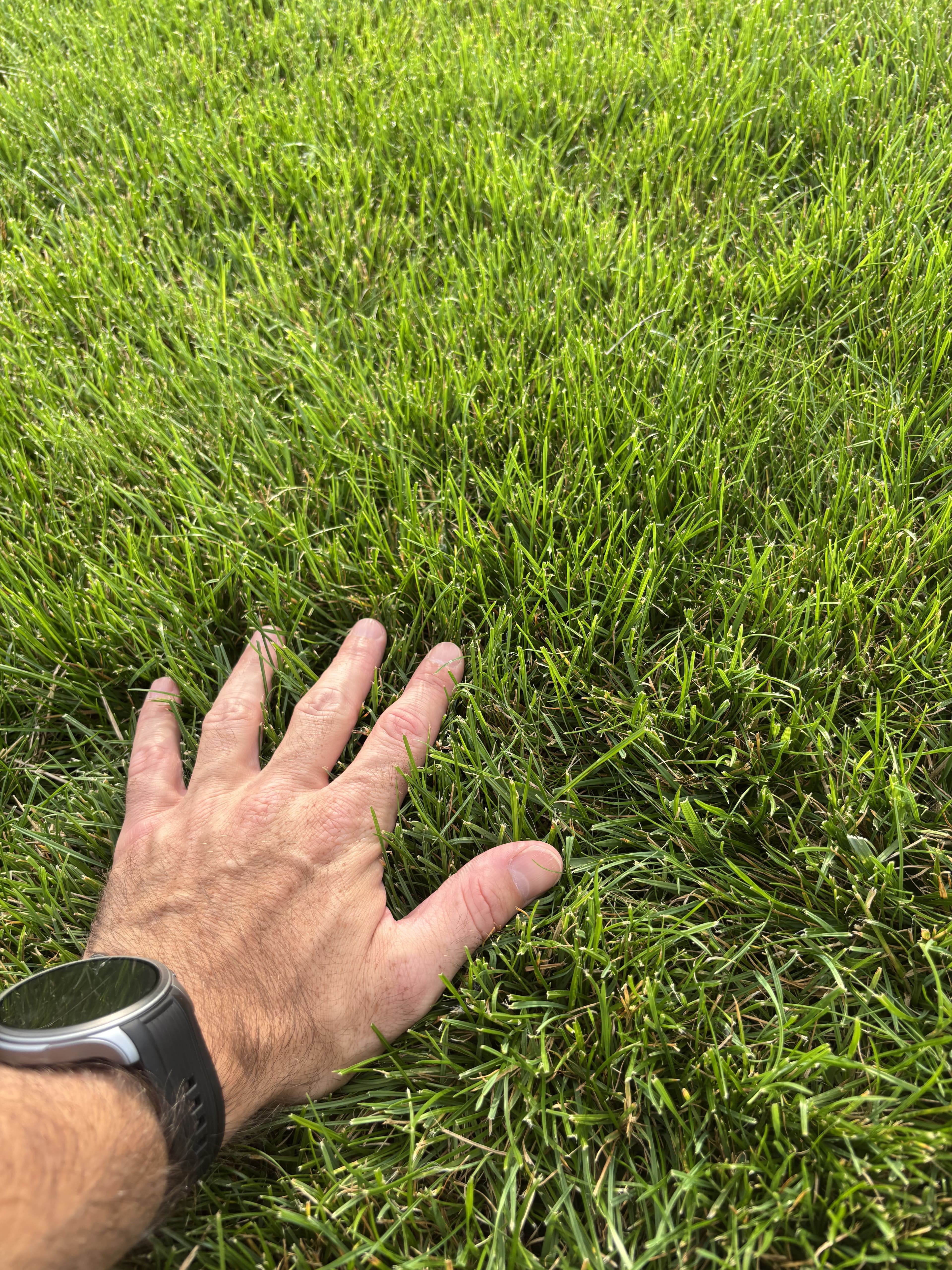 Mech OFF - skuteczny preparat na mech w trawniku i ogrodzie