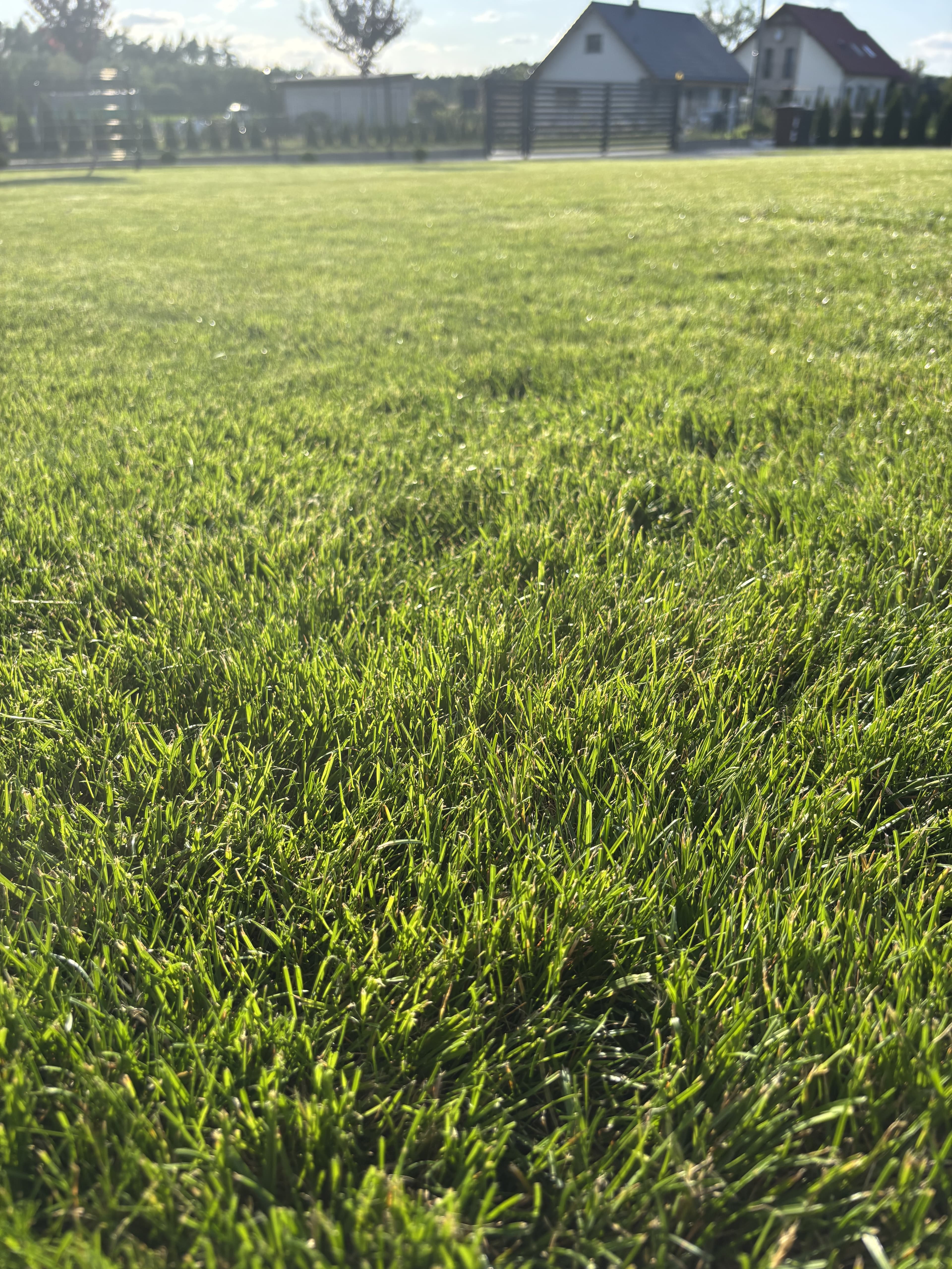 Mech OFF - skuteczny preparat na mech w trawniku i ogrodzie